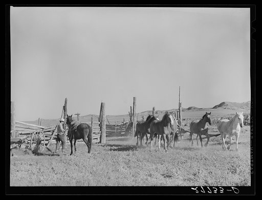 Untitled photo, possibly related to: Saddling horses for the roundup. William Tonn ranch, Custer County, Montana
