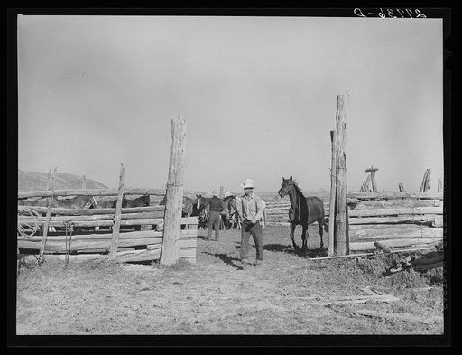 Untitled photo, possibly related to: Saddling horses for the roundup. William Tonn ranch, Custer County, Montana