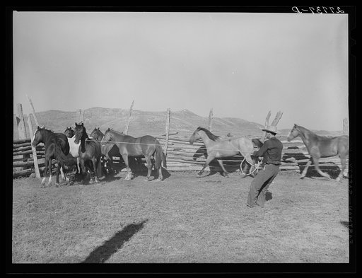 Untitled photo, possibly related to: Saddling horses for the roundup. William Tonn ranch, Custer County, Montana
