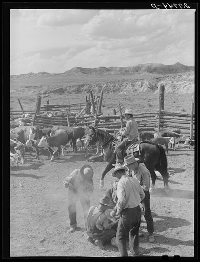 Branding. William Tonn ranch, Custer County, Montana