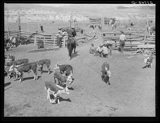 Branding. William Tonn ranch, Montana