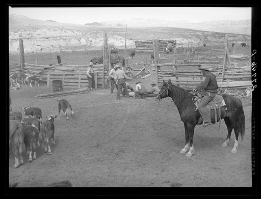 Branding. William Tonn ranch, Custer County, Montana