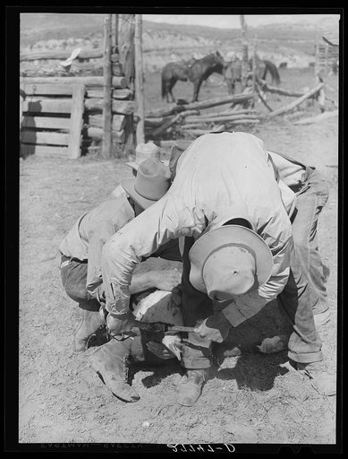 Dehorning. William Tonn ranch, Custer County, Montana