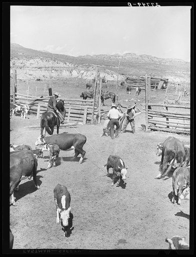 Branding. William Tonn ranch, Custer County, Montana