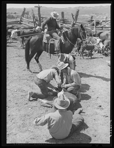 Dehorning. William Tonn ranch, Custer County, Montana