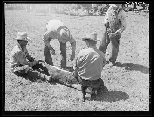 Untitled photo, possibly related to: Branding. William Tonn ranch, Custer County, Montana