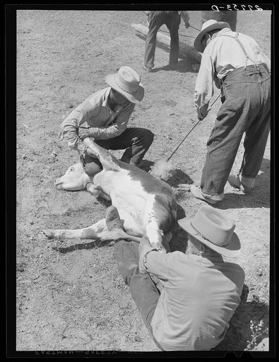 Branding. William Tonn ranch, Custer County, Montana