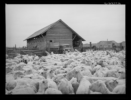 Untitled photo, possibly related to: Shorn and branded sheep. Rosebud County, Montana