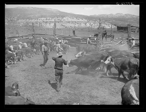 Driving cattle in corral. William Tonn ranch, Custer County, Montana