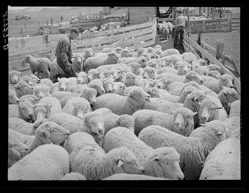 William Tonn ranch, Custer County, Montana. Dehorning