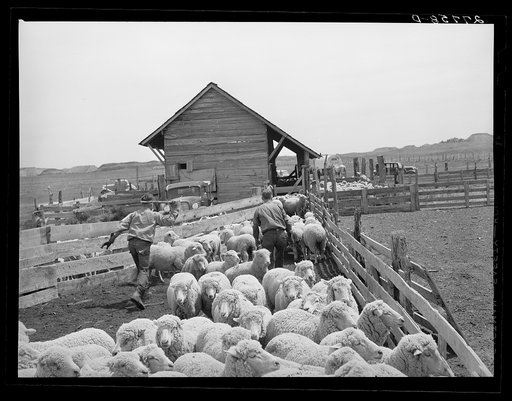 Driving sheep into shearing pens. Rosebud County, Montana