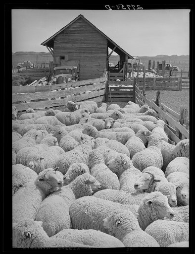 Sheep ready for shearing. Rosebud County, Montana