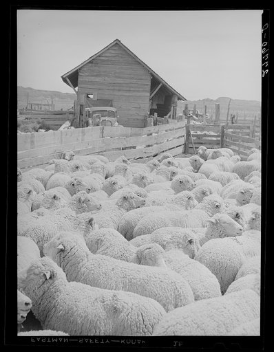 Untitled photo, possibly related to: Sheep ready for shearing. Rosebud County, Montana