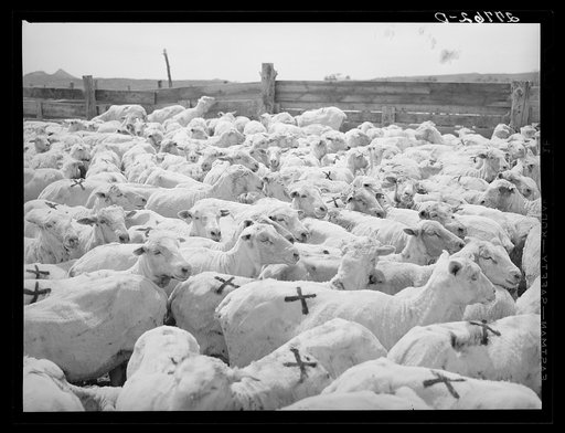 Untitled photo, possibly related to: Driving shorn and branded sheep. Rosebud County, Montana