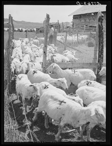 Untitled photo, possibly related to: Driving shorn and branded sheep. Rosebud County, Montana