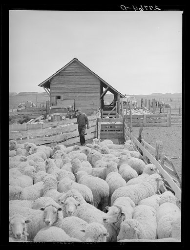 Untitled photo, possibly related to: Sheep ready for shearing. Rosebud County, Montana