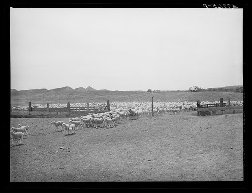 Sheep entering corral. Rosebud County, Montana