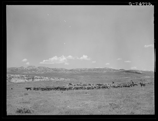 Untitled photo, possibly related to: Roundup. William Tonn ranch, Montana