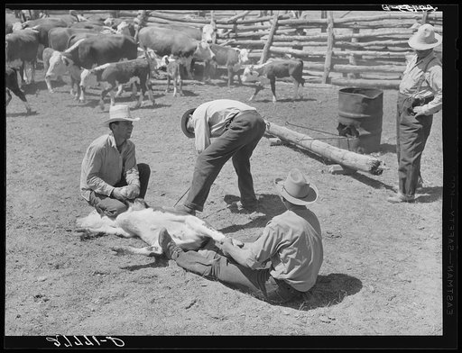 Branding. William Tonn ranch, Custer County, Montana