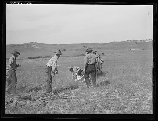 Branding. Quarter Circle 'U' Ranch roundup. Big Horn County, Montana