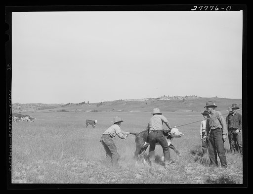 "Rasslin" a calf. Quarter Circle 'U' Ranch roundup. Montana