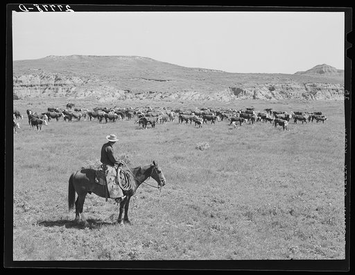 Roundup. William Tonn ranch, Custer County, Montana