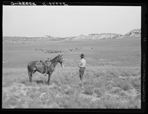 Quarter Circle 'U' Ranch roundup. Big Horn County, Montana