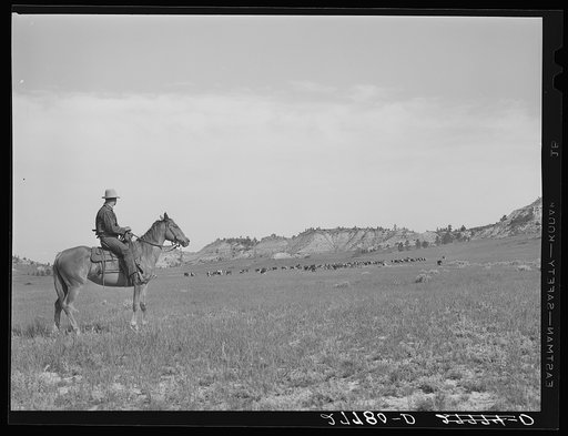 Quarter Circle 'U' Ranch roundup. Big Horn County, Montana