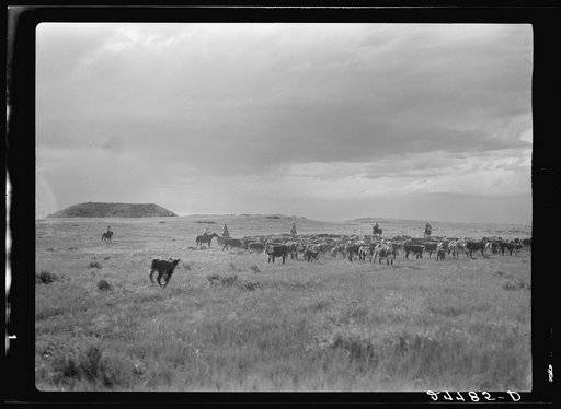 Untitled photo, possibly related to: Quarter Circle 'U' Ranch Company, near Birney, Montana. Branding during the round-up