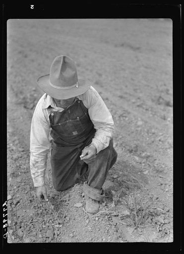 Sugar beet plant damaged by grasshoppers. Forsyth, Montana