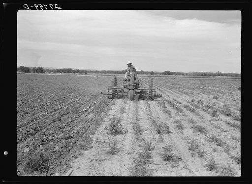 Untitled photo, possibly related to: Sugar beet cultivator. Rosebud County, Montana