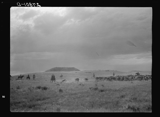 Untitled photo, possibly related to: Quarter Circle 'U' Ranch Company, near Birney, Montana. Branding during the round-up