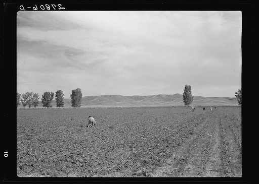 Sugar beet field. Treasure County, Montana