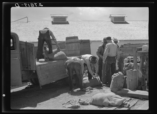Loading sacks of poison grasshopper bait. Forsyth, Montana