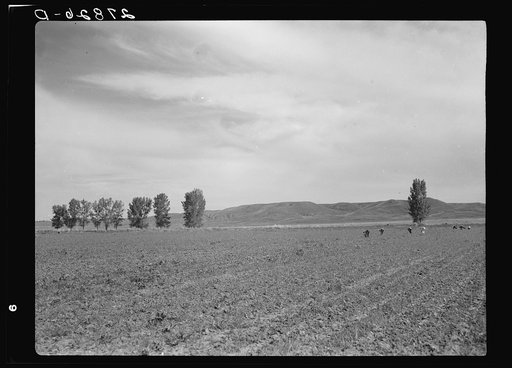 Untitled photo, possibly related to: Sugar beet field. Treasure County, Montana