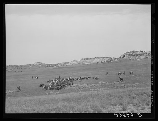 Quarter Circle 'U' Ranch roundup. Big Horn County, Montana
