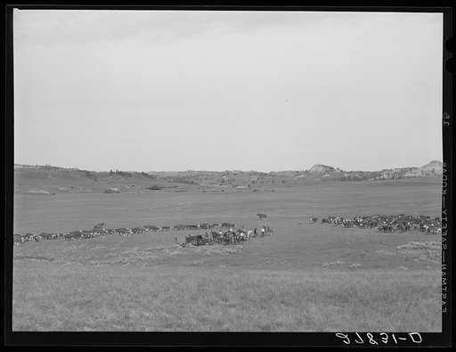 Quarter Circle 'U' Ranch roundup. Big Horn County, Montana