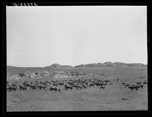 Untitled photo, possibly related to: Roundup. William Tonn ranch, Montana