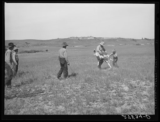 "Rasslin" a calf. Quarter Circle 'U' Ranch roundup. Big Horn County, Montana