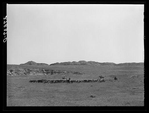 Untitled photo, possibly related to: Roundup. William Tonn ranch, Montana