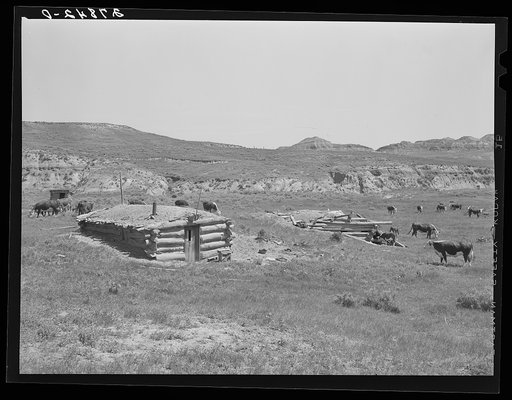 Cattle grazing near a homesteader's abandoned cabin. Unsuccessful attempts at farming have been followed by use of the land for grazing. Custer County, Montana