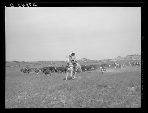 Roping a calf. Quarter Circle 'U' Ranch roundup. Big Horn County, Montana