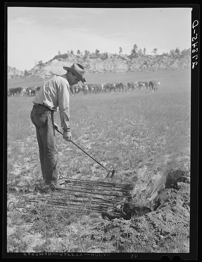Branding iron in fire. Quarter Circle 'U' Ranch roundup. Montana