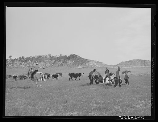 Branding calves. Quarter Circle 'U' Ranch, Montana