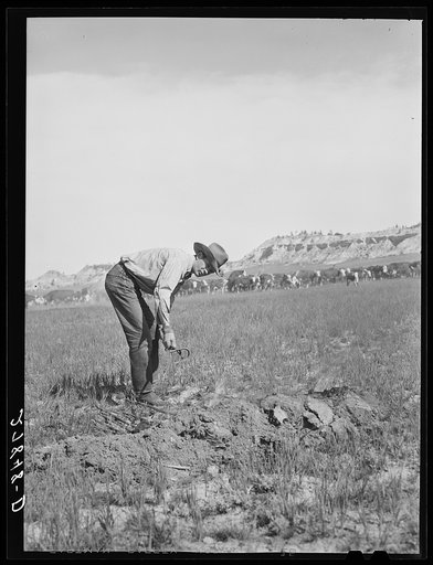 Untitled photo, possibly related to: Branding iron in fire. Quarter Circle 'U' Ranch roundup. Montana