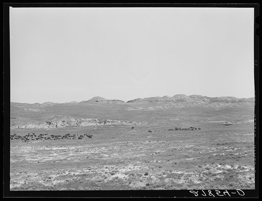Roundup. William Tonn ranch, Custer County, Montana