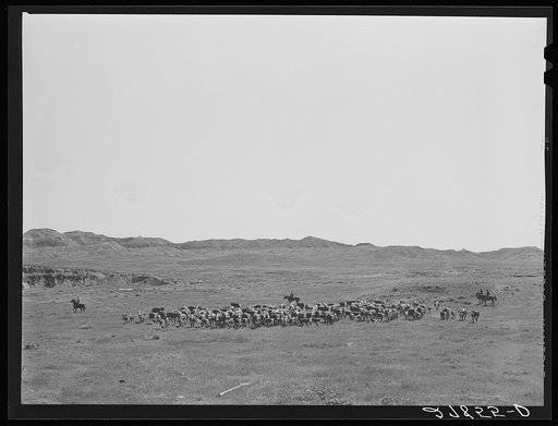 Roundup. William Tonn ranch, Custer County, Montana
