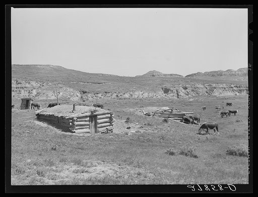 Cattle grazing near a homesteader's abandoned cabin. Unsuccessful attempts at farming have been followed by use of the land for grazing. Custer County, Montana