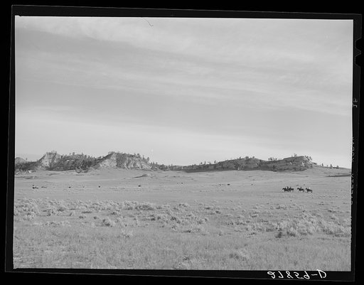 Cowhands on the range. Quarter Circle 'U' Ranch roundup. Big Horn County, Montana