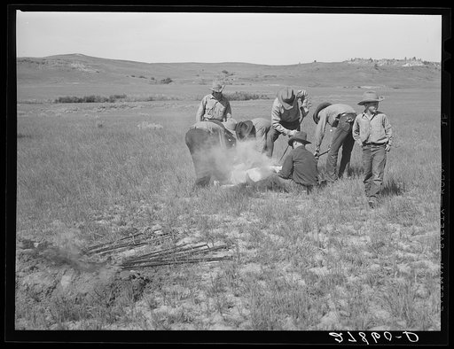 Branding. Quarter Circle 'U' Ranch roundup. Big Horn County, Montana